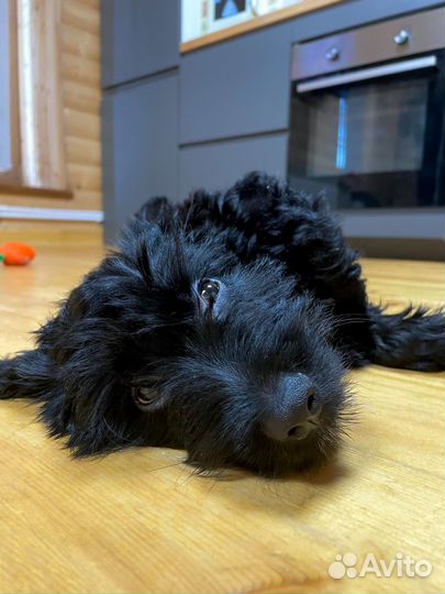 Вязка с шикарным кобелём