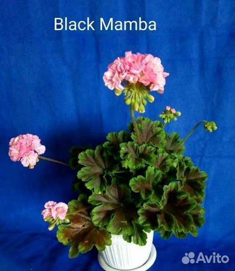 Комнатные цветы. Герань пеларгония