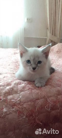 Кошечка Эвелина