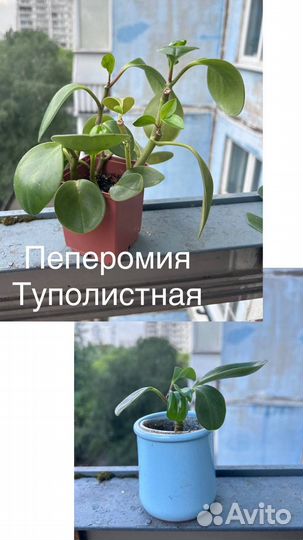 Растения Обмен