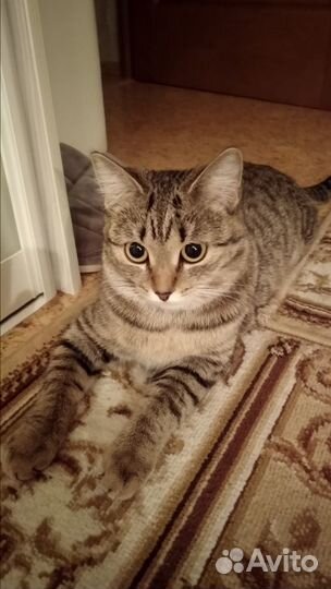 Кошка бесплатно