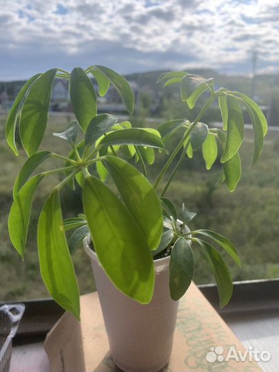 Фикус бенджамина кинки