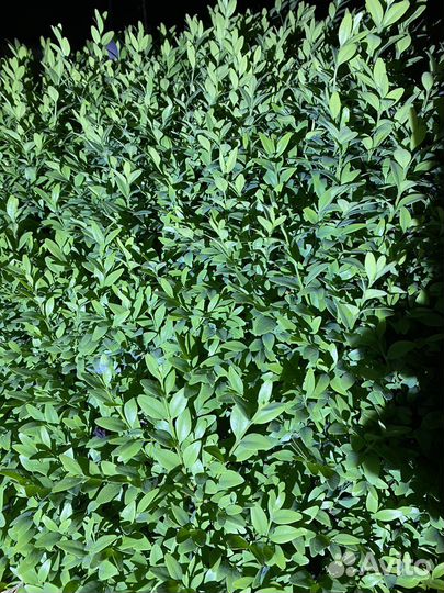 Самшит буксус