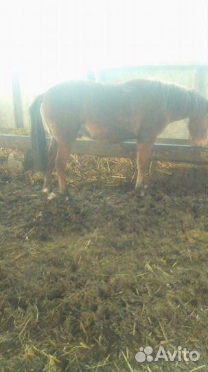 Кобылы с жеребенком