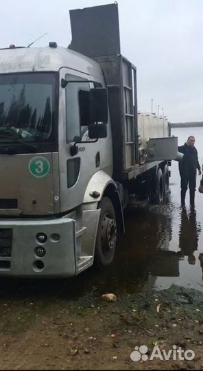 Карп годовик