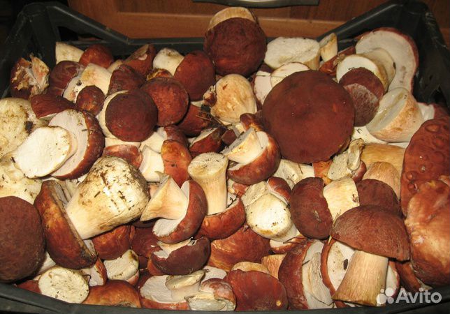 Грибы: Белые, Боровики, Подосиновики, Подберезовик