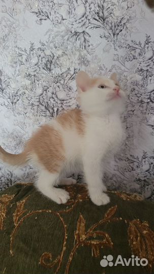 Отдам котика в добрые руки