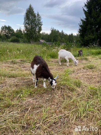 Продажа коз
