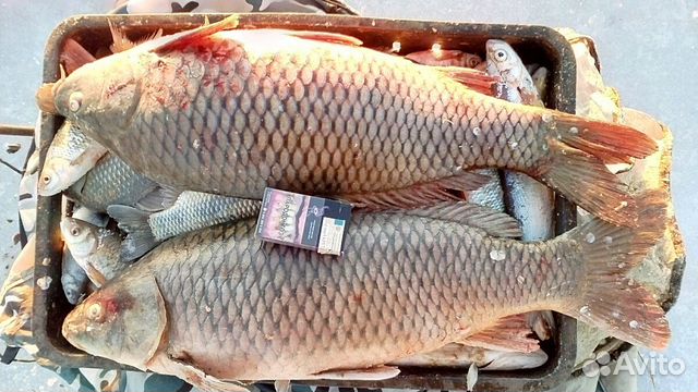 Сазан рыба костлявая или нет. Карп костлявый или нет. Рыба карп. Рыба сазан костлявый или. Рыба сазан костлявый или нет.