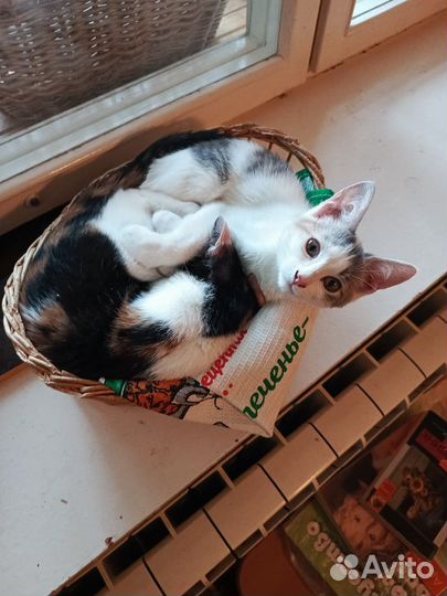 Милый котенок ищет дом