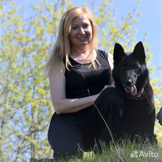 Дрессировка собак. Кинолог