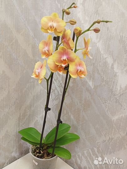 Желто-розрвая орхидея начала отцветать