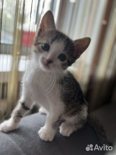 Котики бесплатно в добрые руки