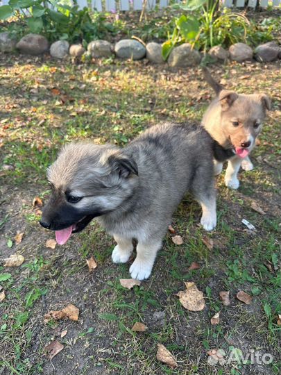 Чистокровный дворянин