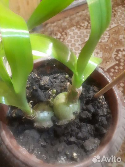 Индийский лук