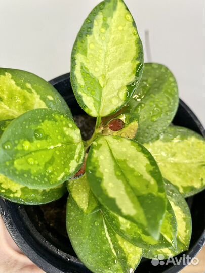 Хойя триколор Лиза