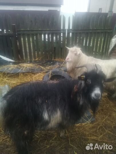 Козы дойные