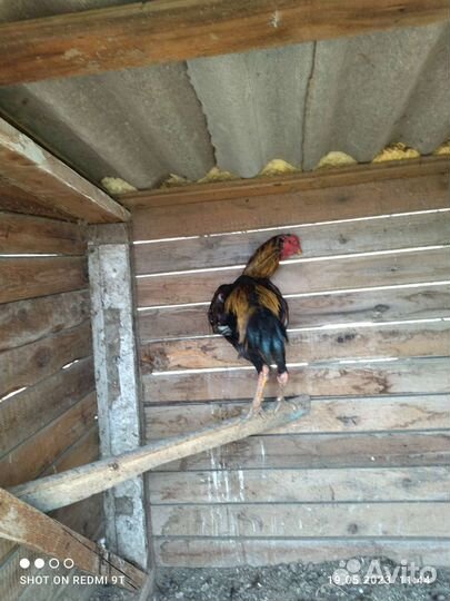 Бойцовые куры