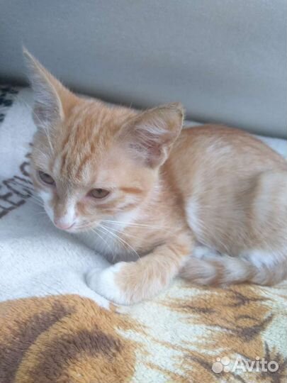 Кошка в дар