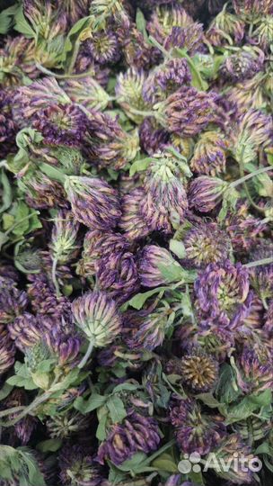 Клевер красный