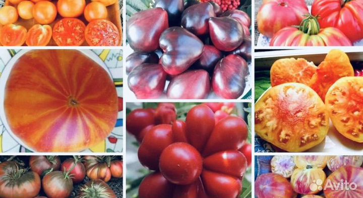 Коллекционные семена: томат, микро перец,баклажан