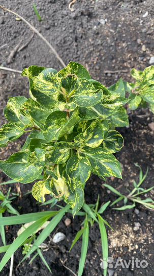 Перчатки хб, сирень декоративная