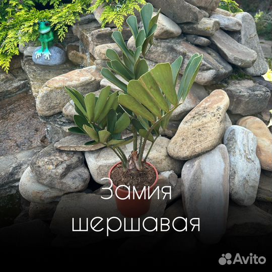 Замия шершавая