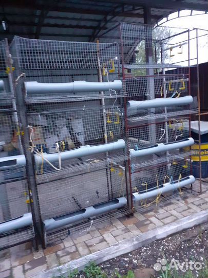 Клетки для кур несушек