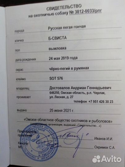 Щенки русской пегой гончей