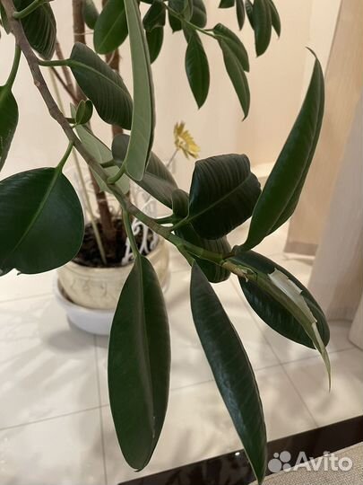Фикус каучуконосный большой