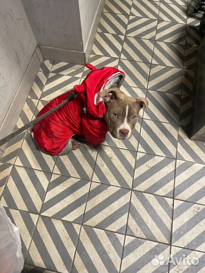 Куртка для собак