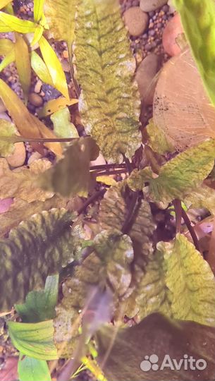 Аксессуары, аквариумные растения, камни, коряги