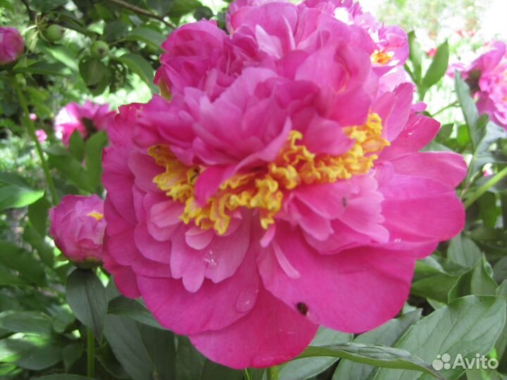 Сортовые пионы осень 2023