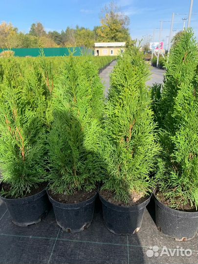Туя смарагд из питомника