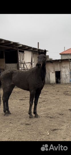 Карачаевский жеребец