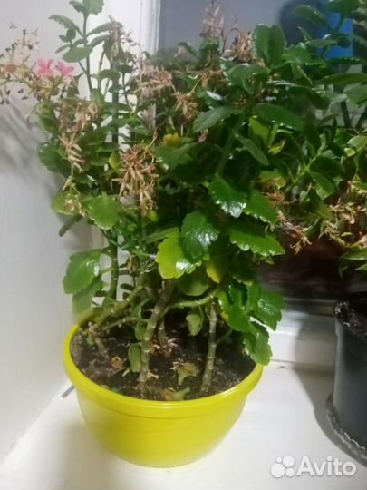 Каланхоэ цветущий