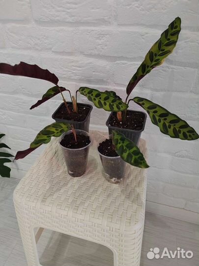 Калатея лубберса