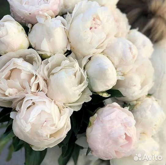 Пионы Букет