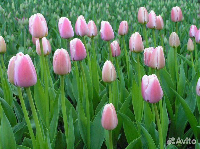 Tulip Ozon авторское фото BUFL.RU Тюльпаны, Красивые цветы, Цветы