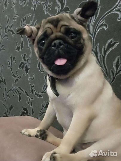 Вязка мопс девочка