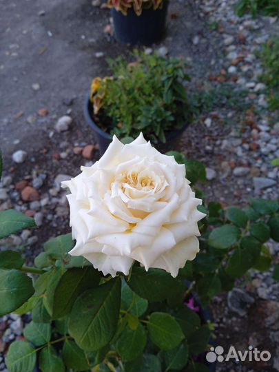 Саженцы роз