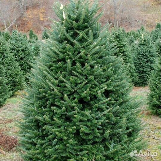 Пихта Нордмана