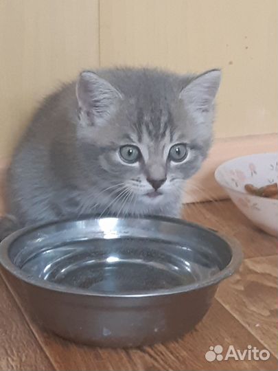 Котёночек мальчик