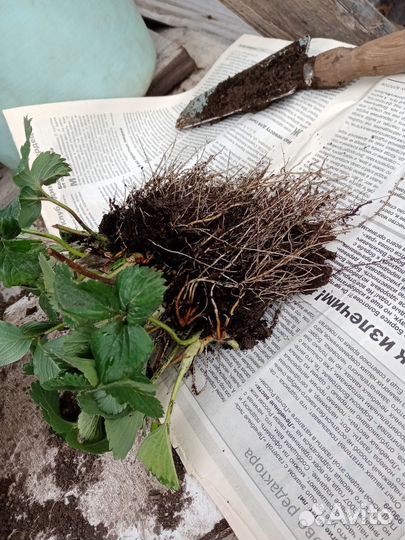 Саженцы виктории раннего сорта, Даренка