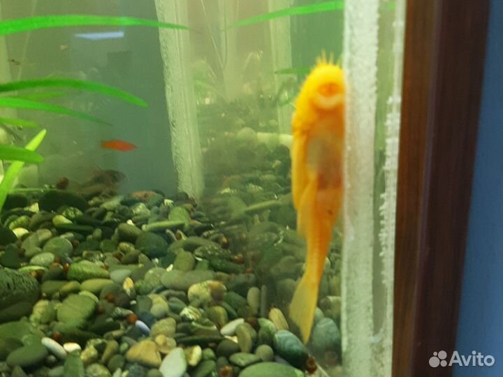 Аквариумные рыбки