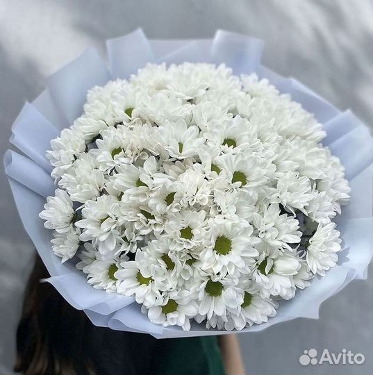 Хризантема