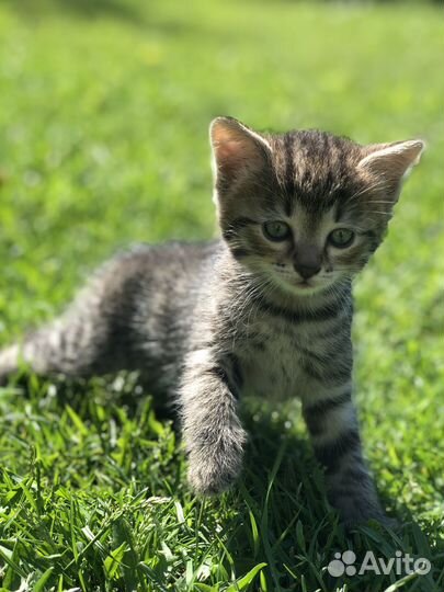 Котята в добрые руки. Один месяц, приучены к лотку