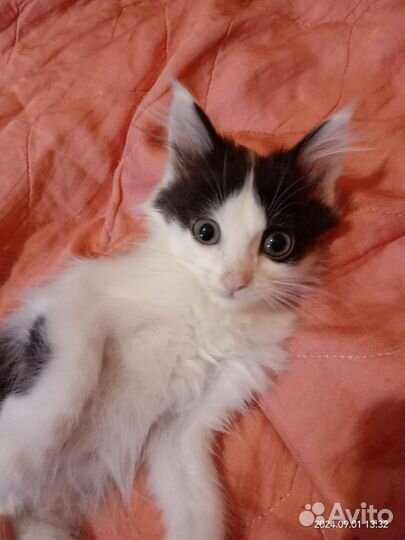 Очаровательные пушистики ищут заботливых хозяев