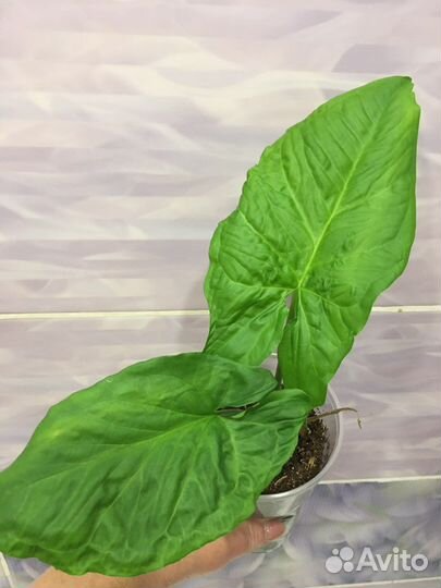 Домашние растения