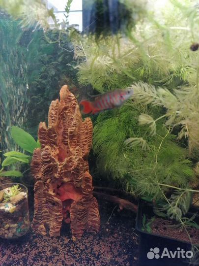 Продам рыбок